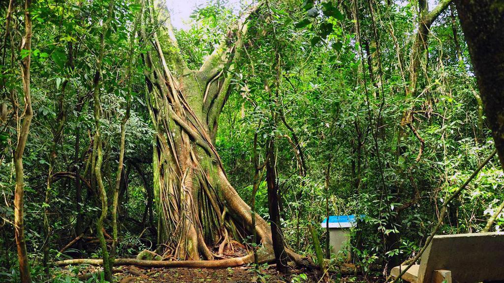 Posada Del Chaman Iguazu Puerto Iguazú Dış mekan fotoğraf