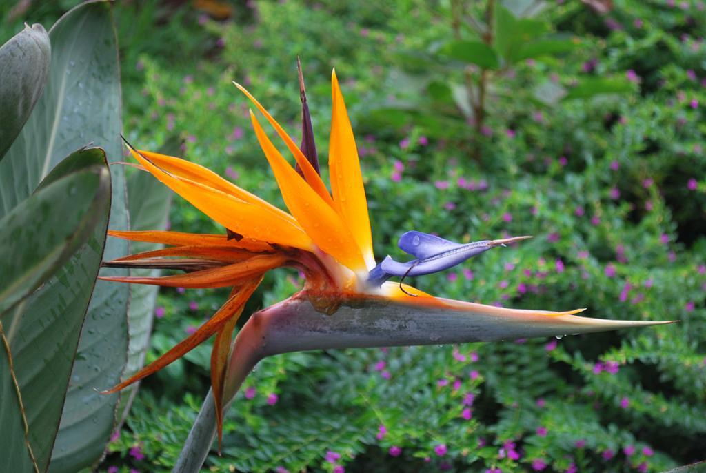 Posada Del Chaman Iguazu Puerto Iguazú Dış mekan fotoğraf